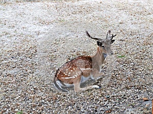 Deer Alone photo